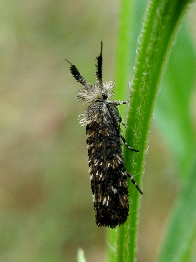 squamette brizzolate
